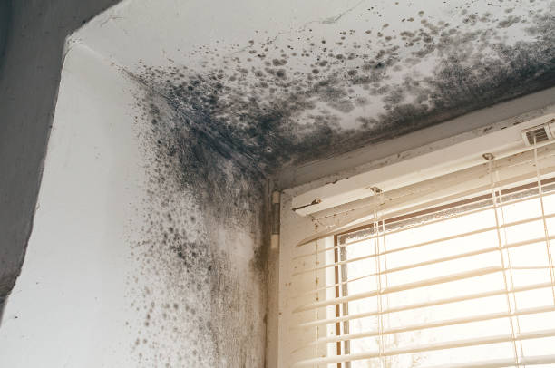 Affordable Attic Mold Removal solutions in Pasadena, MD