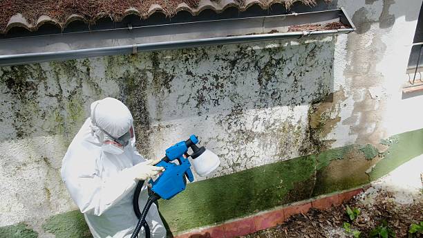 Top rated local Attic Mold Removal specialists in Pasadena, MD